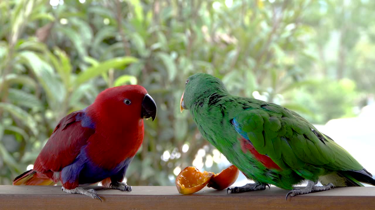 Pair of male and female Eclectus parrots eat fruit together on railing