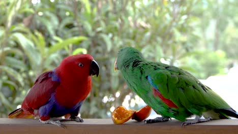 Paar-Männliche-Und-Weibliche-Eclectus-Papageien-Essen-Gemeinsam-Obst-Auf-Dem-Geländer