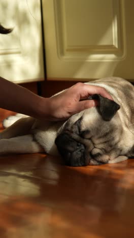 affectionate pug