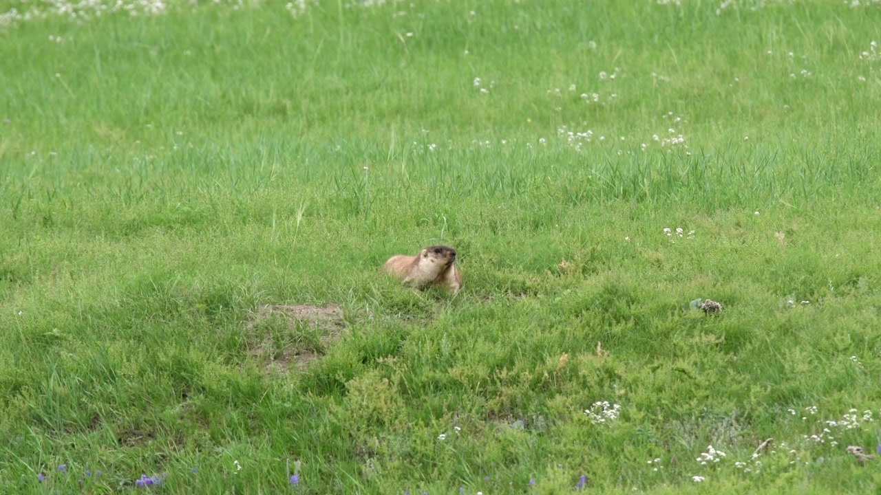 Yellow-Bellied Marmot Resting in a Grassy Meadow