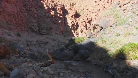 aerial cinematic shot, going near the bottom of a popular giant cactus canyon near san pedro de atacama in the atacama desert, northern chile, south america