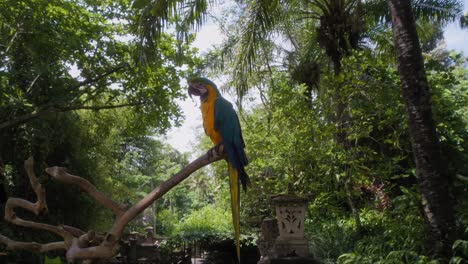 Un-Solo-Loro-Ara-Azul-Y-Amarillo-Posado-En-Una-Rama-Con-Un-Telón-De-Fondo-De-Exuberantes-árboles-Verdes