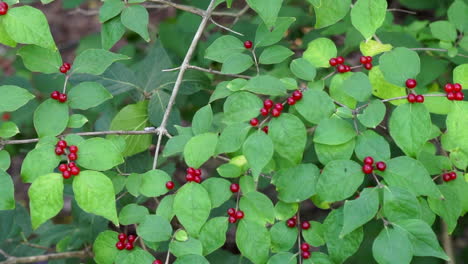 slider shot moves slowly right to left across honeysuckle branches laden with red berries