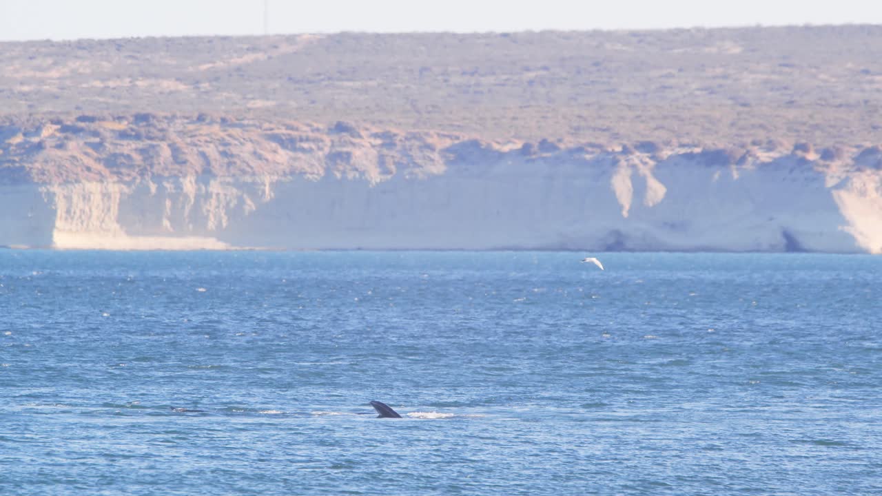오른쪽 고래 들 이 바다 표면 에 날아다니면서 반대편 에 있는 먼 산 들 을 바라보며 날아다니고 있다