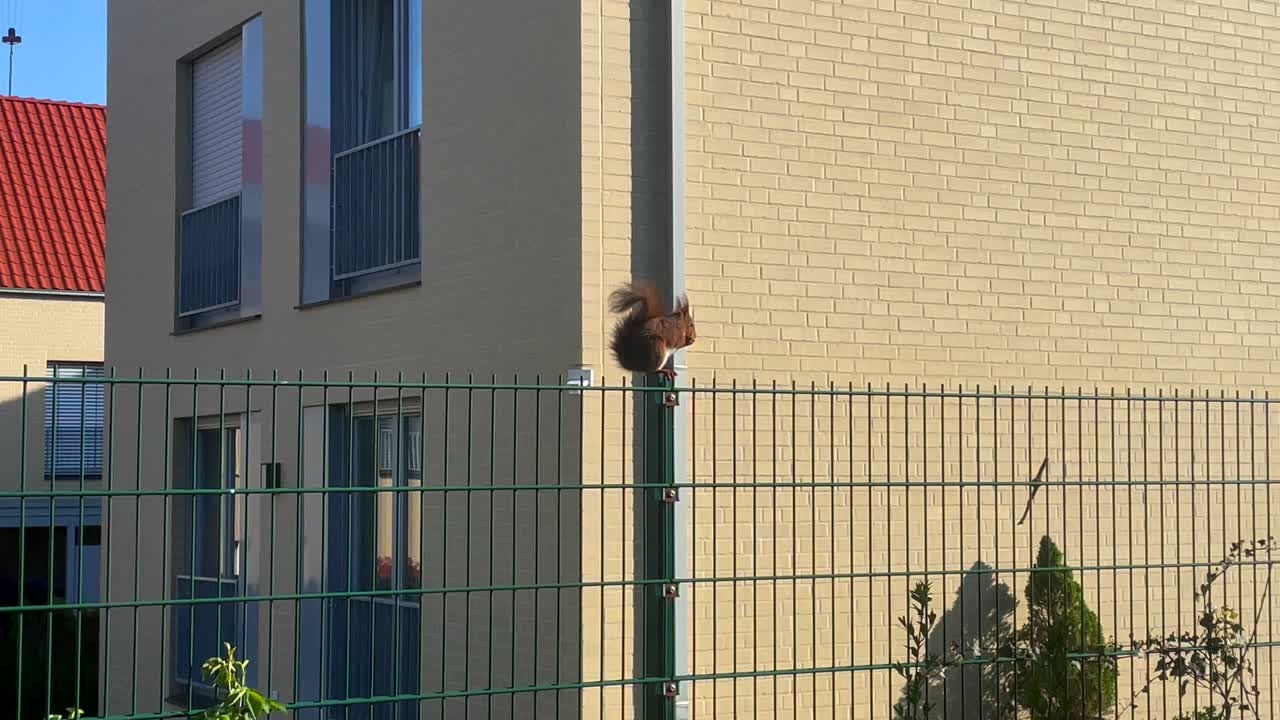 ardilla comiendo nueces en la cerca del jardín durante el día soleado en una zona residencial moderna