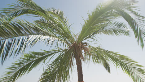 cerca de una corona de una palmera