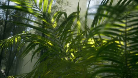 bright-light-shining-through-the-humid-misty-fog-and-jungle-leaves