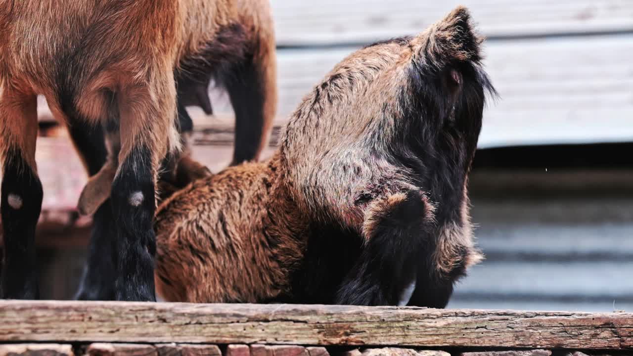 A cute baby goat drinks milk from it's mother and wags it's tail with joy