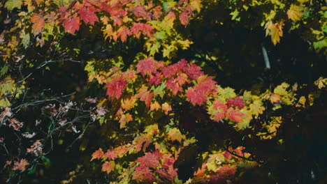 árbol-De-Arce-Japonés-Con-Hojas-De-Otoño-Soplando-En-El-Viento-En-El-Bosque