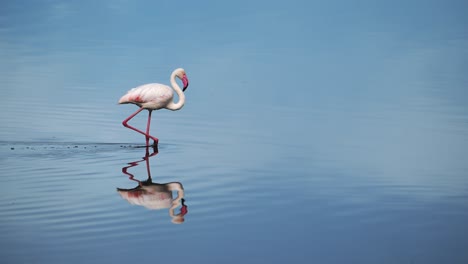 Flamencos-En-Cámara-Lenta-Caminando-En-El-Agua-Del-Lago-En-África,-Flamencos-En-Tanzania-En-El-área-De-Conservación-De-Ngorongoro-En-El-Parque-Nacional-Ndutu,-Aguas-Tranquilas-Y-Azules-Y-Animales-Africanos-En-Un-Safari-De-Vida-Silvestre