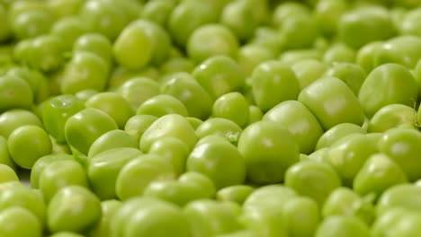 top view splitting open a pea pod and peas falling down top view splitting open a pea pod and peas falling down