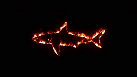 shark on fire and burning effect with black background