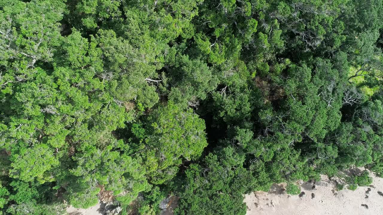 playa de agua caliente nueva zelanda selva tropical panoramización a la playa de arena - inclinación de elevación aérea