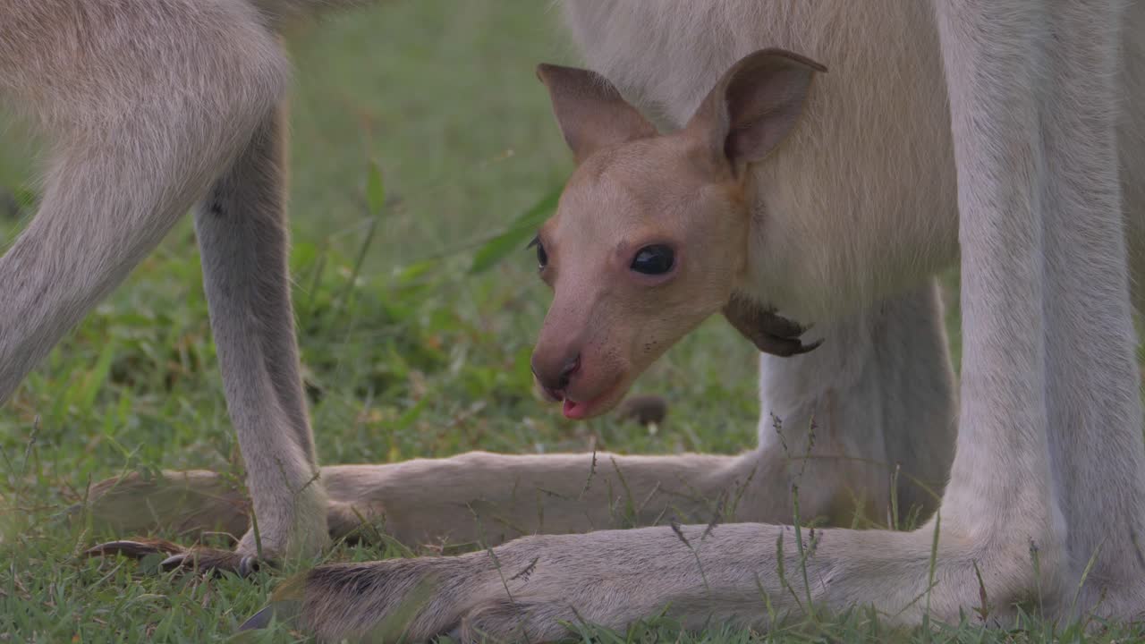 joey canguro mirando alrededor mientras está en la bolsa de la madre - animal nativo en el continente de australia