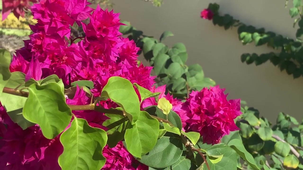 Fiori di bougainvillea rosa vivace in fiore alla luce del sole