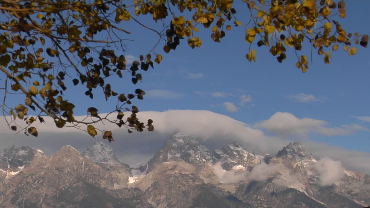 Autumn Leaves Rustle In The Breeze With Cloud Capped Grand Tetons Set Against A Blue Sky