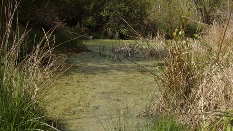 Spring-grassy-woodland-pond,-low-angle-mid-shot