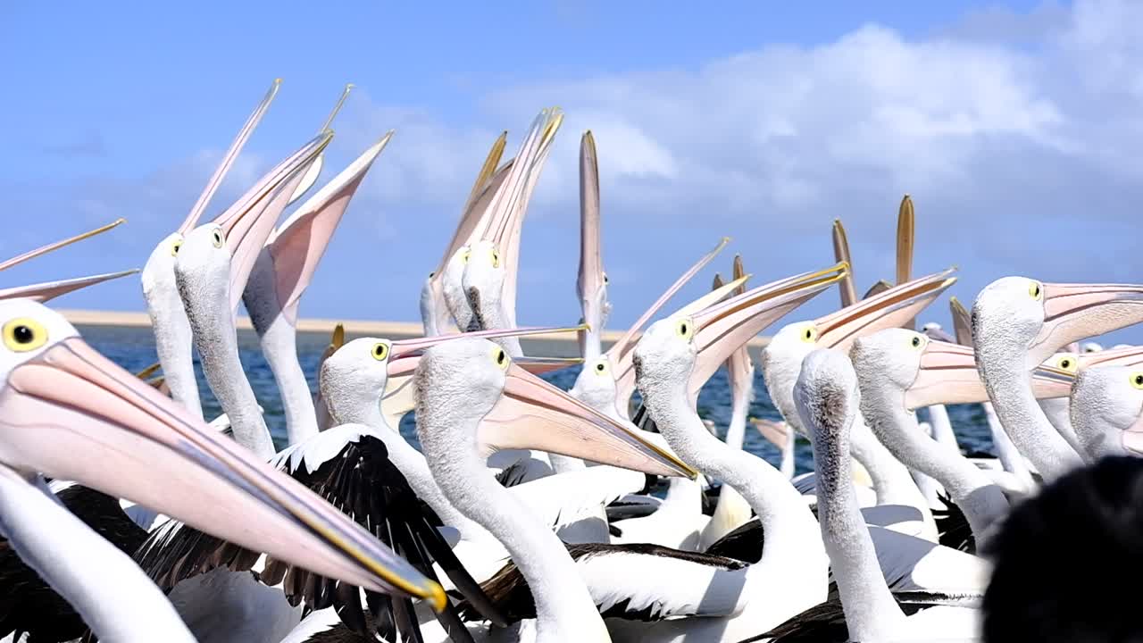 Pelicans Feeding NSW Australia