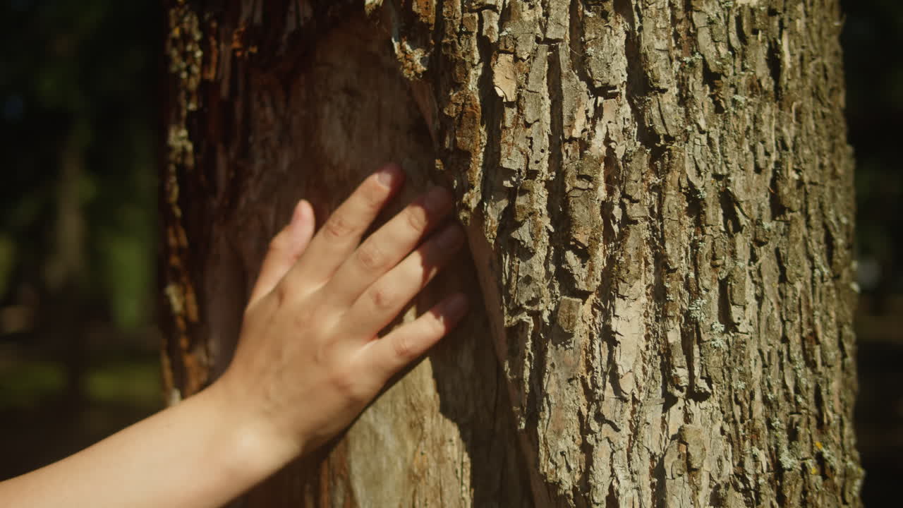 Touching a tree on sunny day in the park close up macro. Woman in the forest friendly hugs a tree. Calm meditation