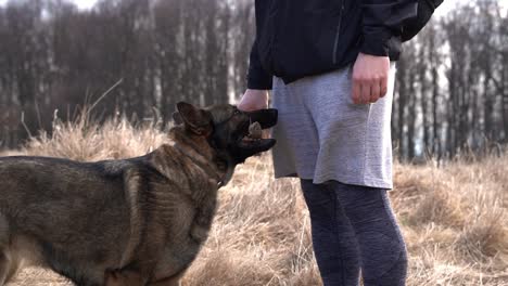 Young-german-shepherd-fetching-piece-of-wood-to-its-master,-SLOMO