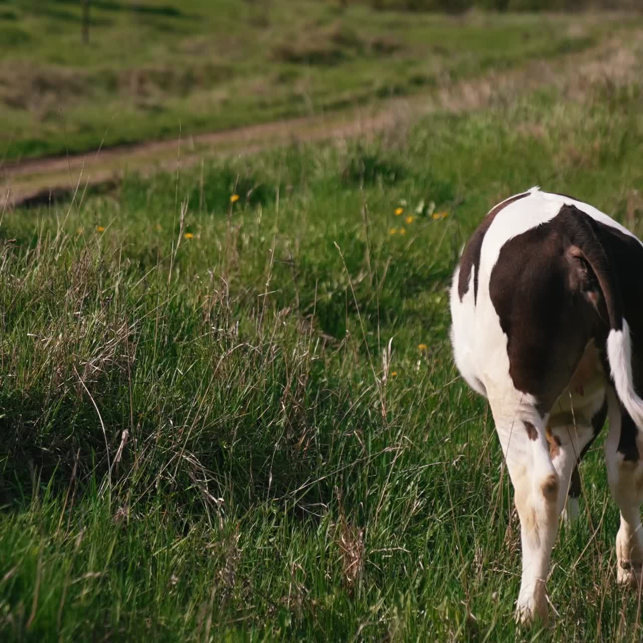 Herd Of Cows On Pasture