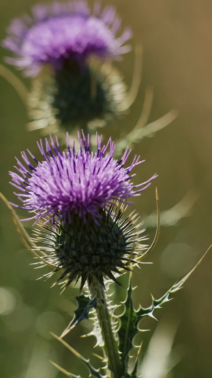 Close-up video of purple thistle flowers in soft focus, captured from a low angle