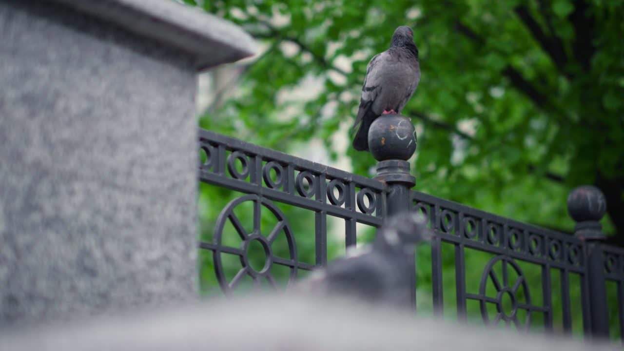 птицы в парке на фоне свежих зеленых деревьев. мирный вид на природу с голубями.