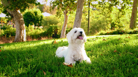 Weitwinkelaufnahme-Eines-Weißen,-Flauschigen-Hundes,-Männlicher-Coton-De-Tulear-Lächelnd