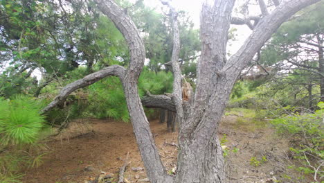 Trucking shot moving toward gnarly pine tree
