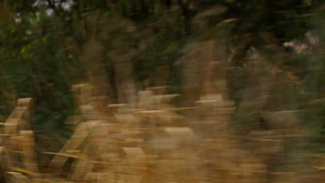 gimbal shot of tall grasses passing by on a path