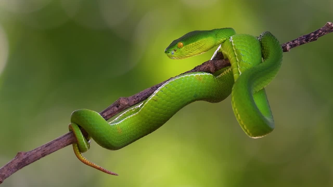 la víbora de labios blancos es una víbora venenosa endémica del sudeste asiático y a menudo se encuentra durante la noche esperando en una rama o rama de un árbol cerca de un cuerpo de agua con muchos alimentos