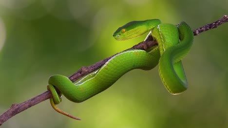 The-White-lipped-Pit-Viper-is-a-venomous-pit-viper-endemic-to-Southeast-Asia-and-is-often-found-during-the-night-waiting-on-a-branch-or-limb-of-a-tree-near-a-body-of-water-with-plenty-of-food-items