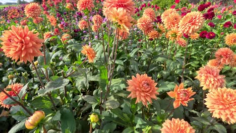 vibrant orange dahlias gently move in the wind within a lush outdoor botanical garden, captured in bright natural daylight with a subtle camera pan