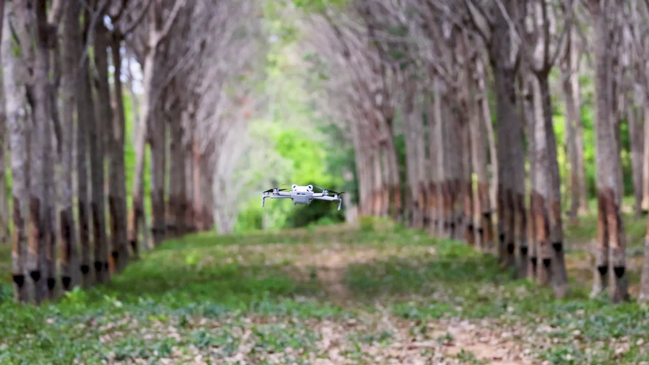 A drone navigates a serene rubber tree plantation in Phuket, Thailand, showcasing lush greenery and tranquil surroundings