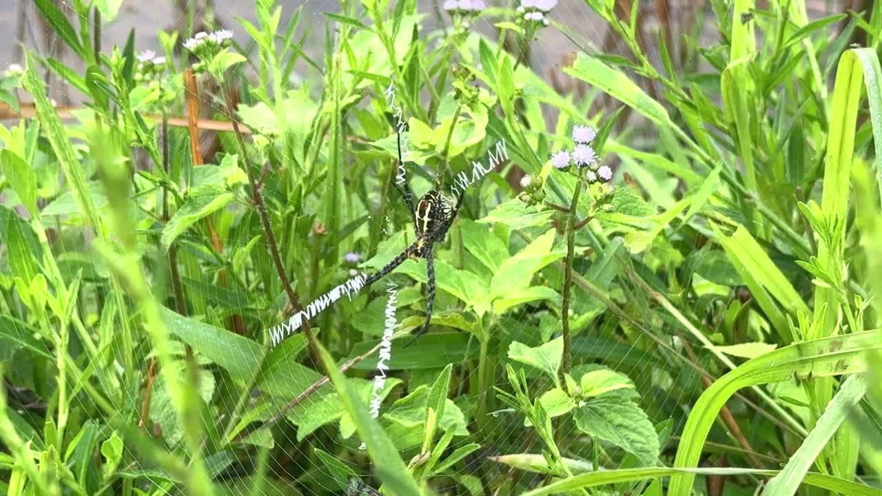 Close-up shot of a spider resting at the center of its intricate web among green grass and wild plants. Perfect for nature, wildlife, and insect-themed content
