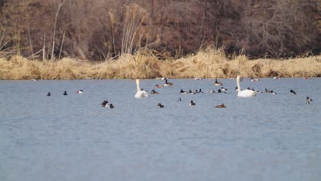 Swans-and-ducks-swimming-in-a-lake-in-a-rural-setting-on-an-overcast-day