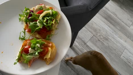 french bulldog reaching food on the plate at the table