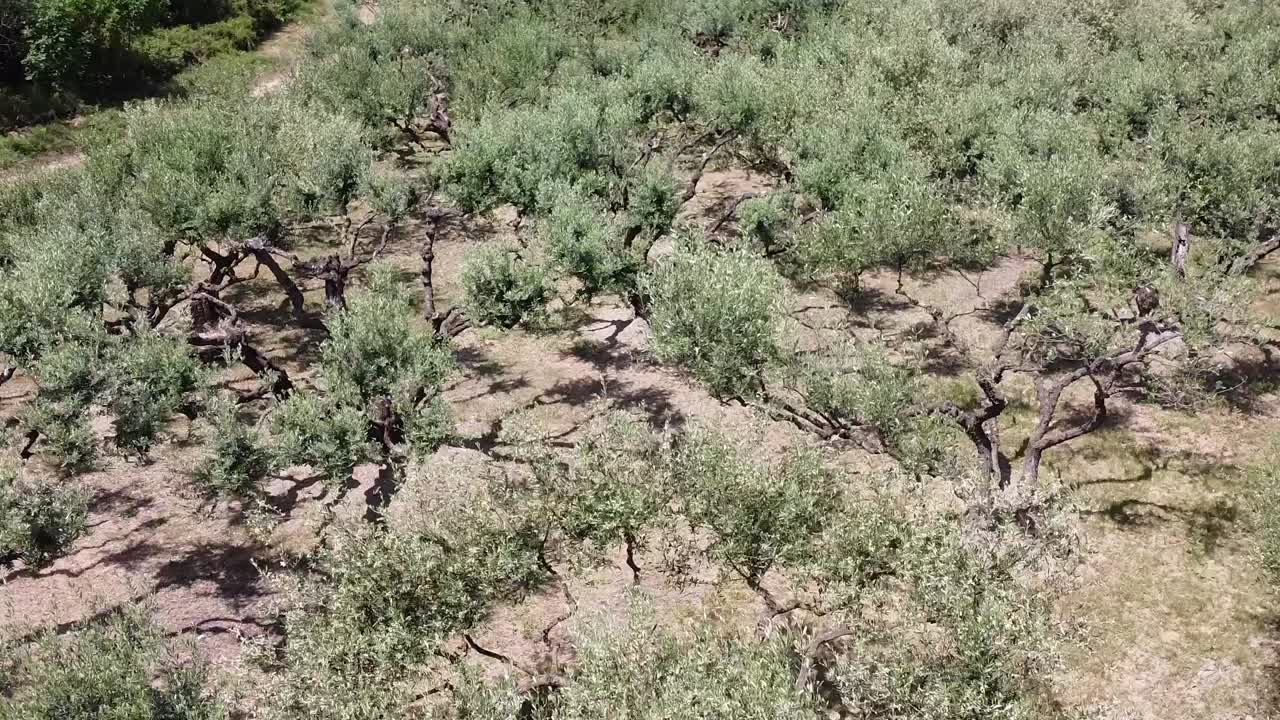 프랑스 의 아름다운 올리브 나무 들 이 작은 거리 에서