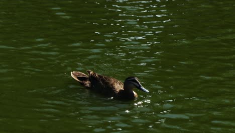 duck swimming in green coloured pond