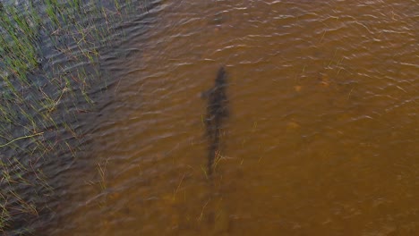 cocodrilo nadando bajo el agua y caminando por el fondo antes de salir a la superficie aérea