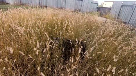 SLOW-MOTION---Tabby-cat-hiding-in-some-long-grass-in-the-backyard-of-a-house-in-the-country-during-the-day