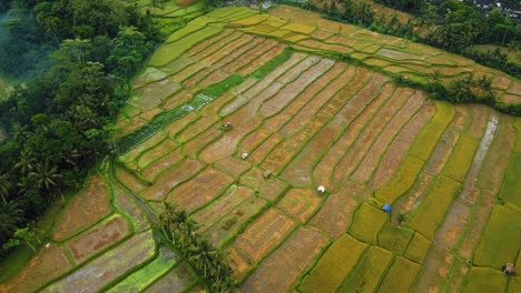 Beautiful-cinematic-Ubud,-Bali-drone-footage-with-exotic-rice-terrace,-small-farms-and-agroforestry-plantation