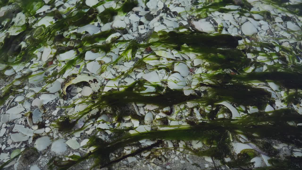 Wide angle view; green algae floating on a stream of clear water with a streambed covered in crushed white shells. Slow Motion 120 fps