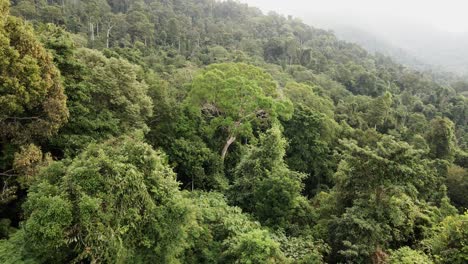 slow-push-forward-Aerial-of-rain-forest-in-South-East-Asia,-Wide-angle,-birds-eye-view