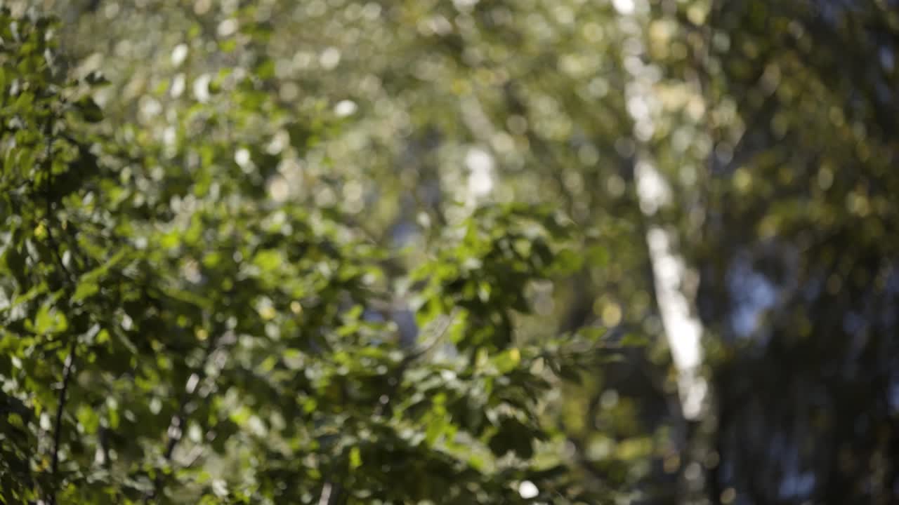 escena del bosque borrosa con hojas y ramas