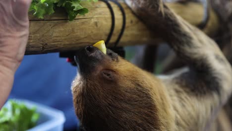 domesticated sloth hanging and eating food at petting zoo