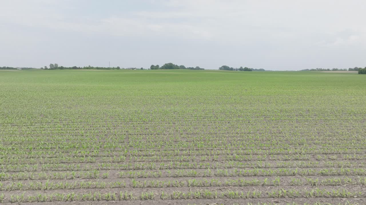 Newly Grown Corns In The Vast Fields. - aerial shot