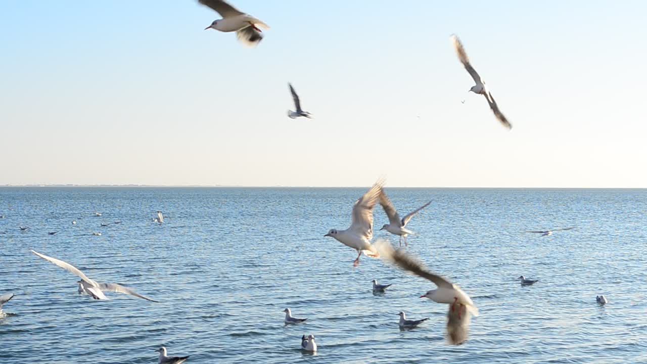 Revoada de gaivotas sobre o mar. Alimentação de gaivotas
