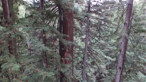 descendiendo a través de un grupo de grandes secuoyas en el bosque