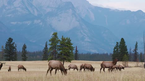 elk roaming in open field in alberta's rocky mountains with trees and a majestic backdrop in 4k